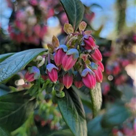 BrazelBerry Berry Bonanza_Blüte_Pink.jpg