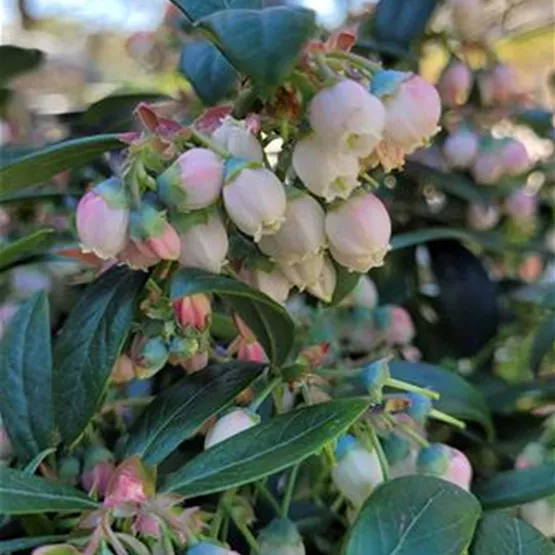 BrazelBerry Berry Bonanza_Blüte_Rosa.jpg