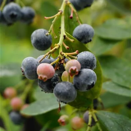 Vaccinium BrazelBerry® 'Berry Bonanza'_Detail Beere_03.09 (37).JPG