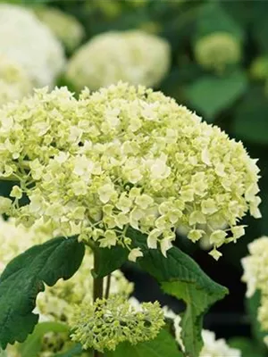 zu Jeddeloh Pflanzen - HYDRANGEA ARBORESCENS ‘FLOWERWOW®’ (FIRST EDITIONS®)