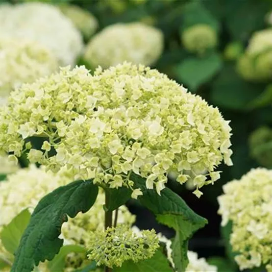 Hydrangea arborescens 'FlowerWow' ® F.E._C4,5_24.06.25 (7).JPG