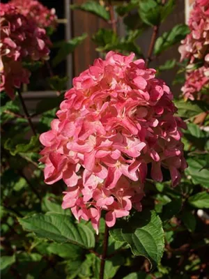 zu Jeddeloh Pflanzen - HYDRANGEA PANICULATA HYDRANGEA ‘SPRING SIZZLE®’ (FIRST EDITIONS®)