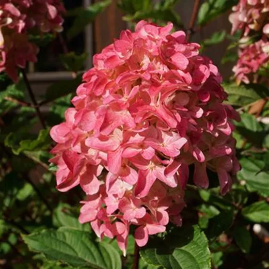 96018510_Hydrangea paniculata 'Spring Sizzle' ® F.E._Detail_C18_07.10 (3).JPG