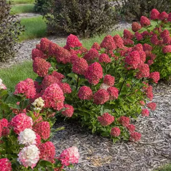 Spring Sizzle im Beet.jpg