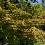 Acer palmatum 'Katsura'