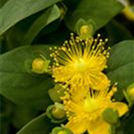 Hypericum inodorum 'Magical Sunshine'