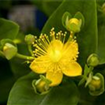 Hypericum inodorum 'Magical Sunshine'
