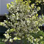 Aronia melanocarpa