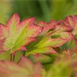 Acer japonicum 'Vitifolium'